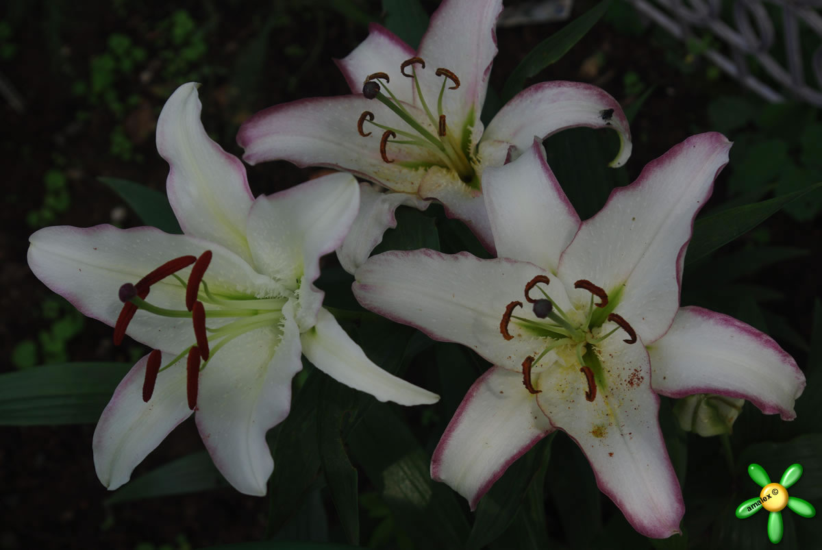 Oriental Lily Hotline