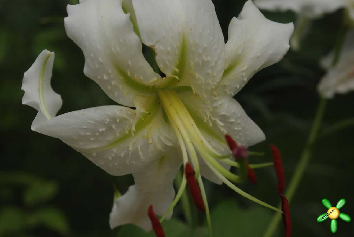 Lilium speciosum var. album (Japanese Lily) Planting flowers, Lily, Plants