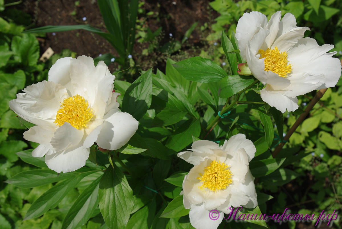 Пион уайт вингз фото Пион травянистый 'Уайт Вингз' / Paeonia 'White Wings'