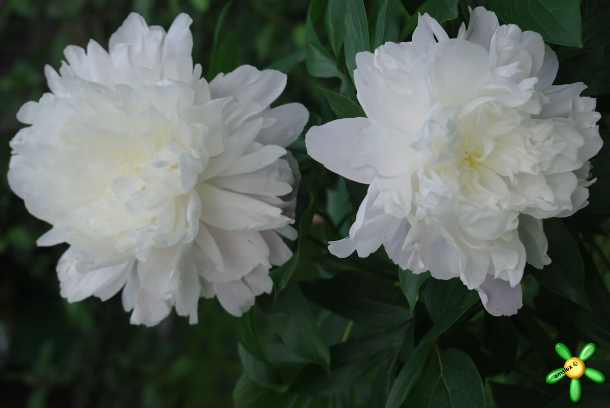 Пион травянистый 'Мирный' / Paeonia 'Mirnyj'